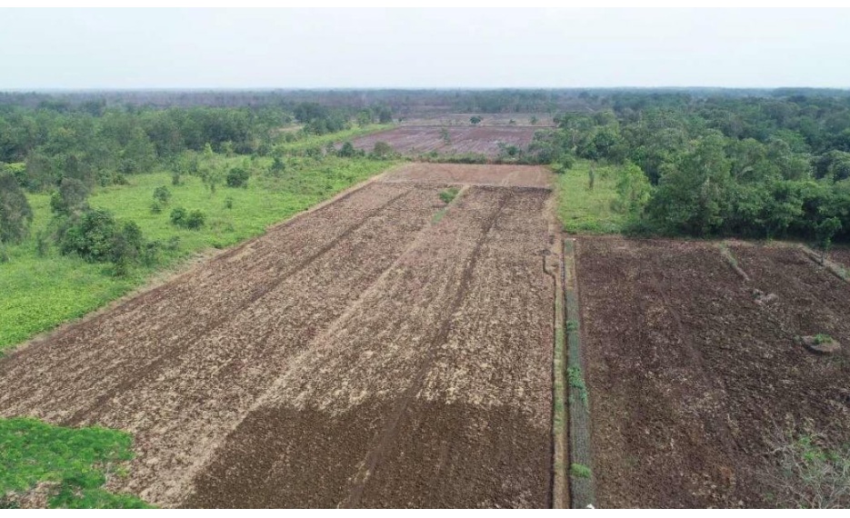 Pemerintah Pusat Siapkan Rp6 Triliun Bangun Food Estate di Pulang Pisau